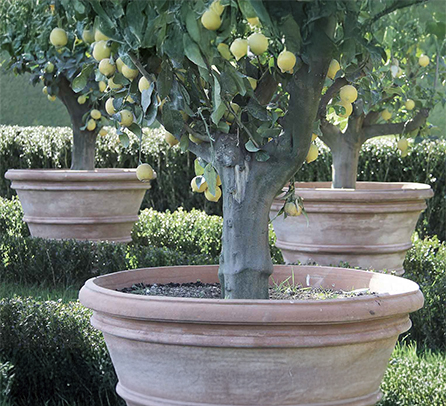 Eye of the Day Garden Design Center