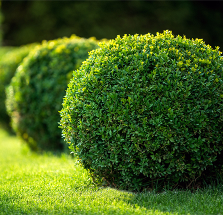 Live Earth Products, Inc.