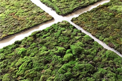 Moss Acres